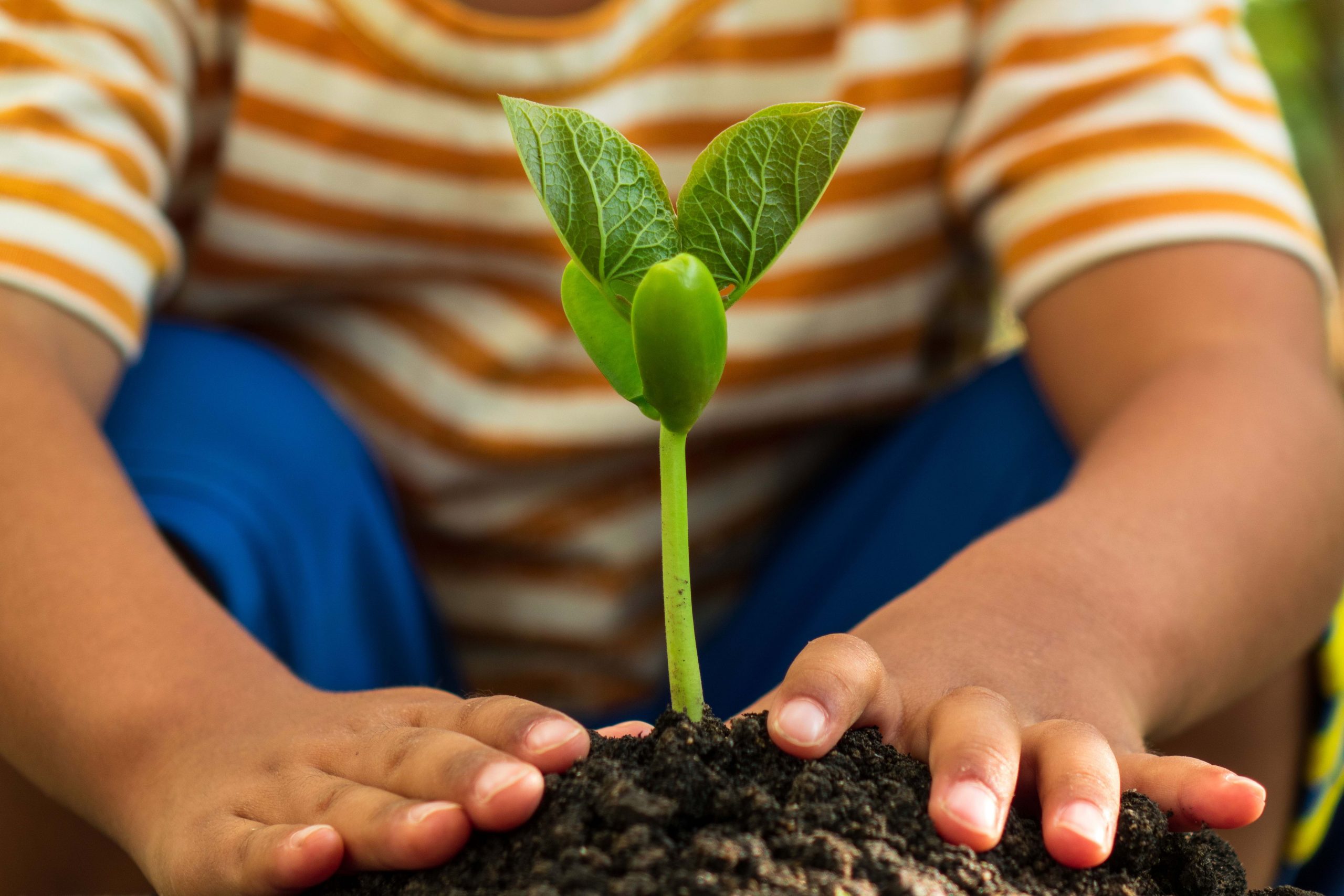 Family activities : Growing and maintaining plants from seed