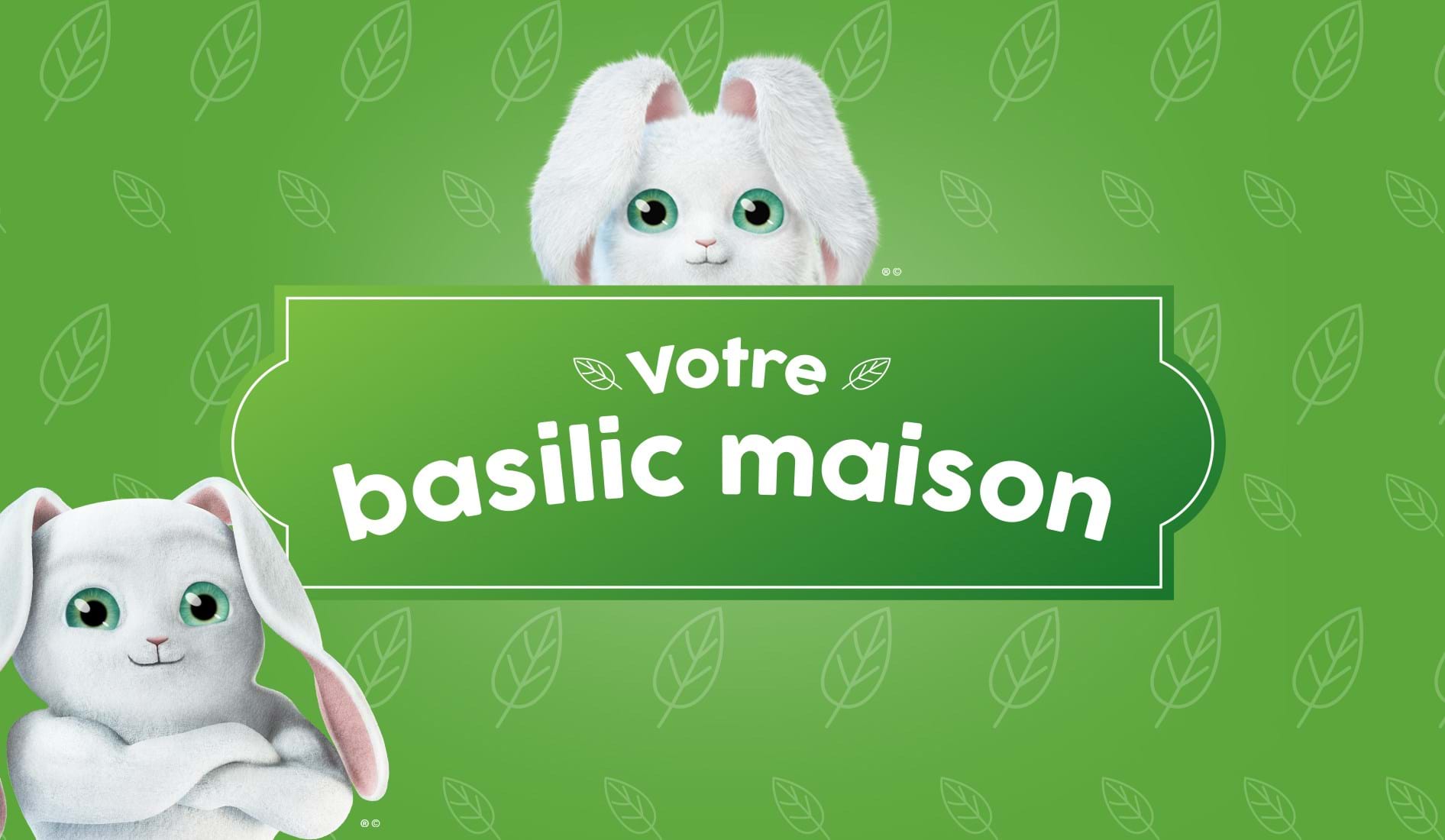 Cultiver un plant de basilic à la maison en 5 étapes - Cascades