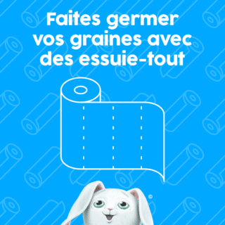 Faire germer des graines avec des essuie-tout