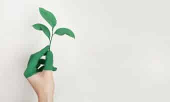 Main peinte en vert tenant une pousse, illustrant un engagement environnemental créatif.