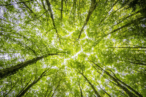 Une forêt représentant l’importance de la certification FSC pour la préservation des écosystèmes.