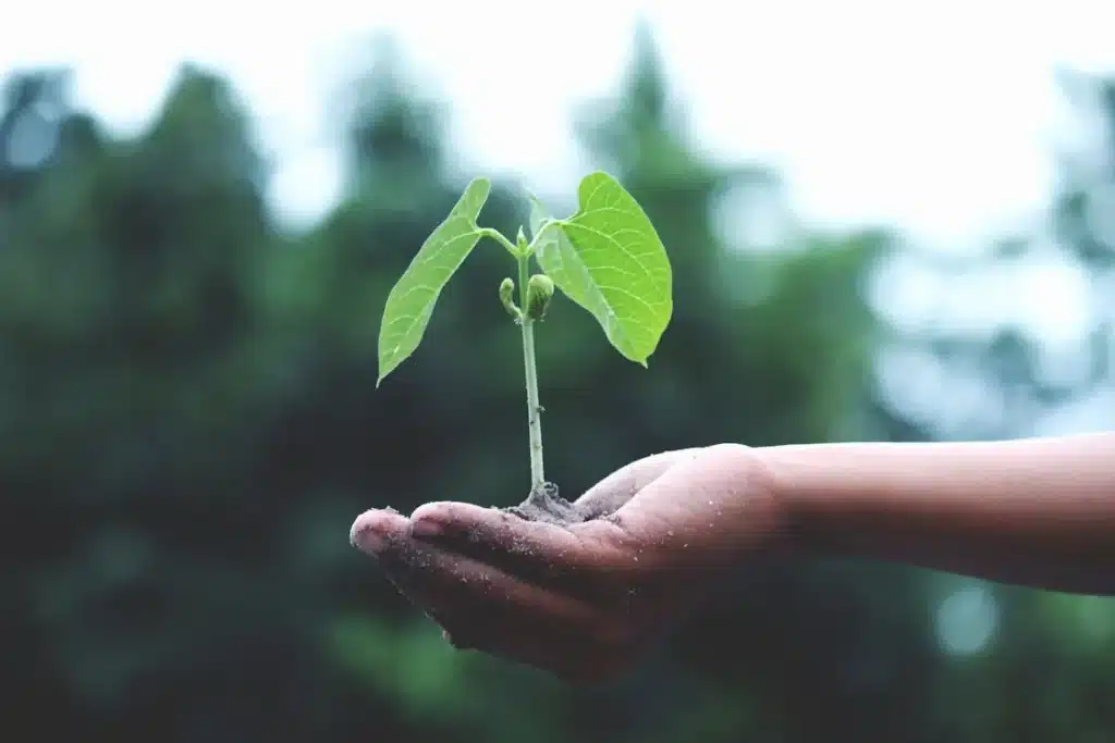 Hand holding a young sprout, representing environmental commitment in nature.