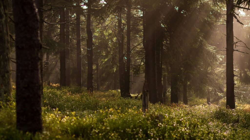 image d’une forêt illustrant l’écoresponsabilité.