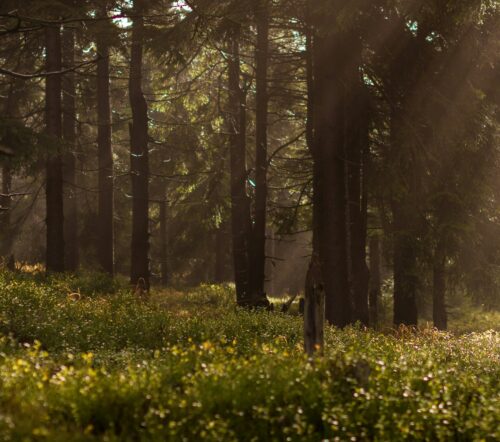 image d’une forêt illustrant l’écoresponsabilité.